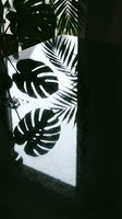 Tropical palm leaf shadows cast on white wall with dark foliage overhead, creating dramatic monochrome contrast for botanical and interior design projects.