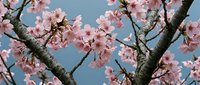 Cherry blossom branches with delicate pink flowers blooming against clear blue sky background, perfect for spring seasonal designs and nature themes.