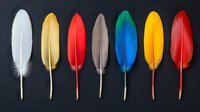 Colorful feathers arranged in row on dark background for creative design projects, crafts, and decorative applications.