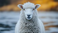 Young white sheep with fluffy wool coat looking directly at camera against blurred autumn background, close up portrait showing detailed facial features and soft texture.