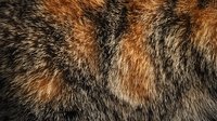 Natural animal fur texture with brown, black and gray tones creating organic pattern. Close-up macro photography reveals detailed hair structure and color variations.