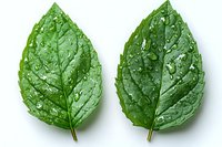 Fresh green basil leaves with water drops on white background, macro view. Isolated herbs ready for culinary and design use.