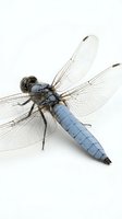 Blue dragonfly with transparent wings isolated on white background for nature design projects and educational materials.
