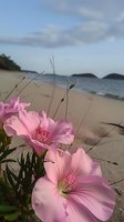 Pink flowers bloom on sandy beach with ocean waves and distant mountains creating serene coastal landscape. Soft morning light enhances natural seaside atmosphere.