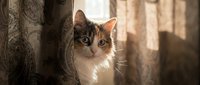 Tabby and white cat peeking through curtains with curious expression, domestic pet in home interior setting.