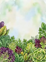 Watercolor illustration of fresh garden vegetables including lettuce, kale, and leafy greens with purple and yellow tones on soft pastel background. Suitable for culinary, organic, and healthy eating designs.