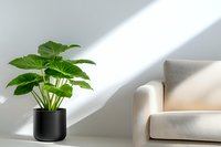 Green monstera plant in black pot near beige sofa on white background with dramatic natural sunlight and shadows creating minimalist home interior scene.