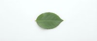 Single green leaf isolated on white background, ready for design projects, botanical illustrations, and eco-friendly branding applications.