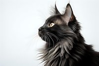 Majestic black Maine Coon cat with long flowing fur and striking amber eyes in profile view against white background, showcasing distinctive facial features and whiskers.