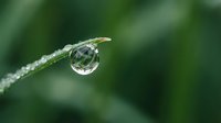 Macro shot of a single water droplet clinging to a thin green stem with blurred foliage background, showcasing nature's delicate details and reflections.