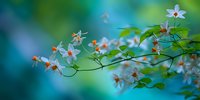 Delicate white flowers with orange centers on thin branches with green leaves against dreamy blue-green bokeh background.
