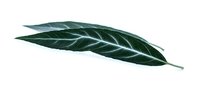 Single elongated green leaf with prominent veins isolated on white background, suitable for botanical designs, wellness packaging, and natural product branding.