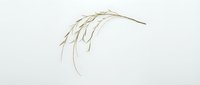 Minimalist golden wheat ear branch with delicate stems on clean white background, perfect for organic food branding and natural product design.