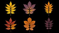 Six colorful autumn leaves in yellow, purple, red and orange tones, isolated on transparent background. Great for fall clipart, stickers, t-shirt design, print on demand.