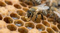 Honeybee worker collecting nectar on golden hexagonal honeycomb cells in beehive for natural honey production and pollination process.