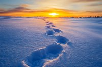 Footprints in deep snow lead toward vibrant orange and yellow sunset sky, creating dramatic shadows across pristine winter landscape with silhouetted treeline horizon.
