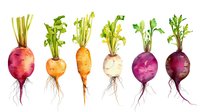 Watercolor root vegetables with green tops and soil traces in a row - radish, carrot, turnip and beets. Fresh organic produce on white background.