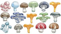 Colorful mushroom collection featuring various fungi species with different caps and stems isolated on white background for botanical illustration and design.