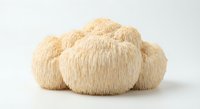 Fresh lion's mane mushrooms with distinctive white cascading spines on clean background. Organic superfood ingredient for culinary and wellness applications.