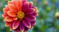 Vibrant dahlia flower with orange and purple gradient petals and yellow center blooming in garden with soft blurred green background for floral design projects.