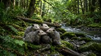 Three young raccoons huddling together on mossy log beside forest stream surrounded by lush ferns and woodland vegetation in natural habitat.