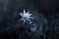 Delicate white alpine edelweiss flower blooming in dark moody environment, captured in ethereal monochromatic style against blurred natural background.