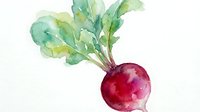 Red radish with fresh green leaves on white background, suitable for culinary, organic food, and healthy eating designs.