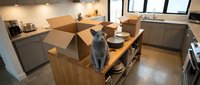 Gray cat sitting on a kitchen island surrounded by open cardboard boxes during a home move, modern interior with natural light.