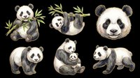Panda bear collection with six isolated poses eating bamboo, sitting, and walking. Transparent background, ready for t-shirts, stickers, clipart, sublimation, and print-on-demand designs.