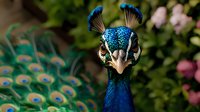 Majestic peacock head close-up showing vibrant blue feathers and distinctive crown against blurred natural background with soft bokeh effect and pink flowers.