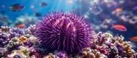 Purple sea urchin on vibrant coral reef with tropical fish swimming in crystal clear blue ocean water creating stunning underwater marine ecosystem.