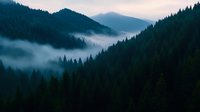 Mystical morning fog rolling through dense evergreen forest valley at dawn, with layered mountain silhouettes creating atmospheric depth in moody blue tones.
