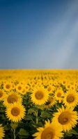 Vibrant sunflower field stretching to horizon under clear blue sky, golden blooms in full summer bloom creating natural agricultural landscape.