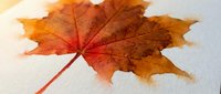 Vibrant autumn maple leaf with orange and red colors lying on white snow, showcasing seasonal transition from fall to winter in nature.
