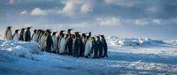 Emperor penguins huddled together on Antarctic ice floe for warmth and protection. Wildlife and nature stock photo for educational, documentary, and environmental projects.