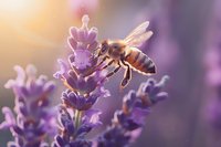 Honey bee collecting nectar from purple lavender flowers in soft morning light, wings spread while hovering over aromatic blooms in summer garden.