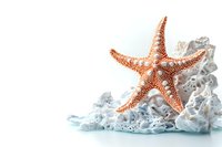 Orange starfish on white coral formation against light background, marine life composition with soft shadows and copy space for beach decor and coastal design.