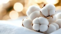 Soft white cotton bolls arranged on natural linen fabric with warm golden bokeh lighting creating peaceful organic textile concept for sustainable fashion.