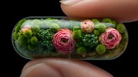 Transparent capsule with pink ranunculus flowers and green moss held between fingers, showcasing natural elements in miniature form.