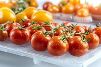 Fresh red and yellow cherry tomatoes on vine with water drops, arranged on white surface. Close up view shows natural texture and vibrant colors.