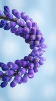 Curved grape hyacinth stem with vivid purple blooms against a soft blue bokeh background, showcasing spring nature macro photography.