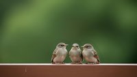 Three young sparrow chicks sitting together on wooden fence rail with soft green blurred background. Baby birds perched in row outdoors in natural habitat.