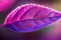Vibrant pink and purple leaf with detailed vein patterns captured in macro photography showing delicate natural texture and structure in artistic lighting.