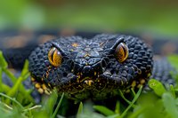 Close-up macro shot of black viper snake head with yellow eyes in green grass, showing detailed scales and menacing expression, wildlife photography concept.