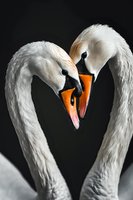 Graceful white swans forming heart shape with curved necks against dark background, close-up portrait showing detailed feathers and orange beaks.