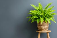 Fresh green fern plant in woven basket on wooden stool against dark gray wall, minimalist home decor composition with copy space for text.