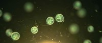 Microscopic green cells floating in dark liquid environment with organic particles and biological matter for scientific research and medical education.
