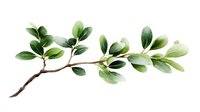 Watercolor branch with fresh green leaves on white background, botanical art illustration for nature-inspired designs and decorative projects.