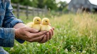Farmer holding two yellow ducklings in hands over green grass field. Agricultural livestock care and poultry farming concept for rural business and animal husbandry.