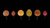 Autumn leaves in various shades of brown, yellow, green and red isolated on transparent background. Ready for clipart, t-shirt design, stickers, print-on-demand and sublimation projects.